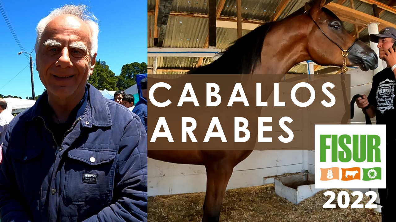 caballos-arabes-fisur